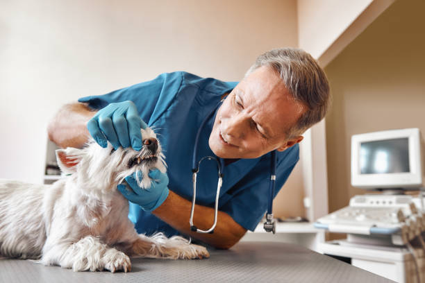 Best Emergency Dental Care for Broken or Chipped Teeth in Willow Grove, PA